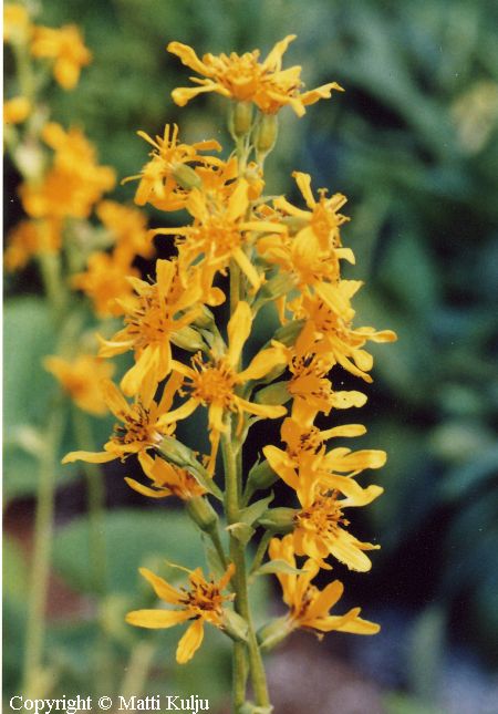 Ligularia fischeri, nukkanauhus